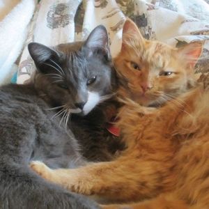 Meet your Posher, Darnell